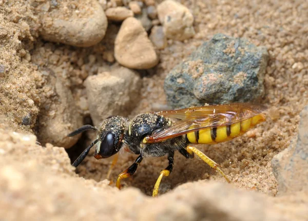 Small solitary wasp — Stock Photo, Image