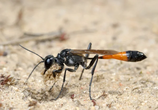 Wasp Ammophila sabulosa — Stockfoto