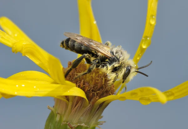 A bee on a flower — Stock Photo, Image