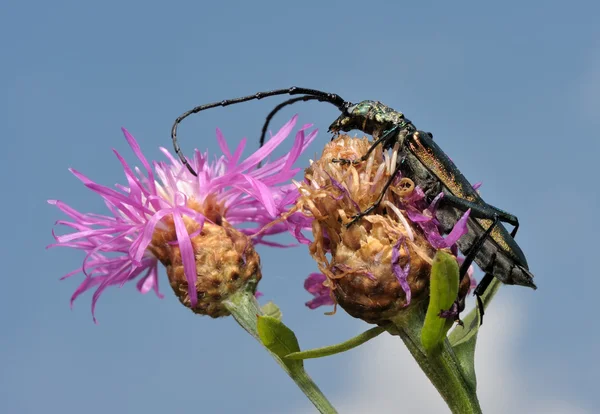 Лонгхорн жук на квітці . — стокове фото