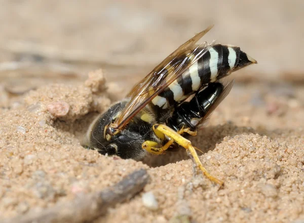 Wasp Bembex rostratus s kořistí — Stock fotografie