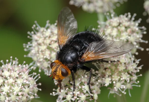 Μεγάλη μαύρη μύγα σε ένα λουλούδι — Φωτογραφία Αρχείου