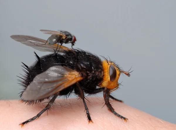 Two flies on my finger — Stock Photo, Image