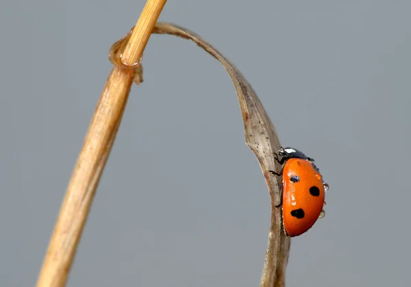 Uğur böceği bir bıçak çimen — Stok fotoğraf