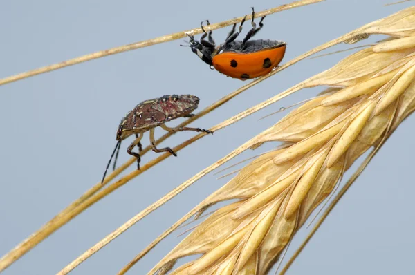 Uğur böceği ve böcek kulak — Stok fotoğraf