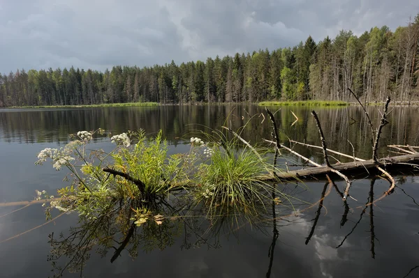 Wood lake — Stock Photo, Image