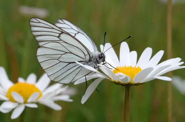 Mariposa en una flor. —  Fotos de Stock