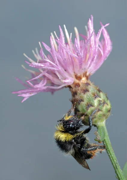 Bumblebee on flower. — Stock Photo, Image