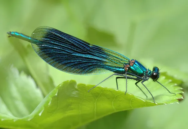 Dragonfly Calopteryx splendens — Stockfoto