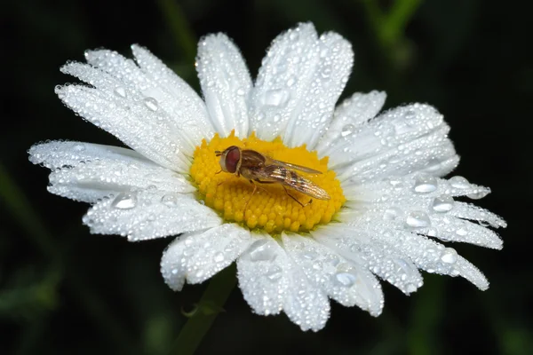 Fly on a flower among the drops of dew. — Stock Photo, Image