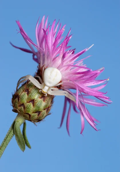 Aranha branca na flor . — Fotografia de Stock