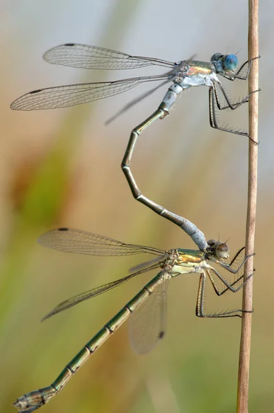 Two dragonflies — Stock Photo, Image