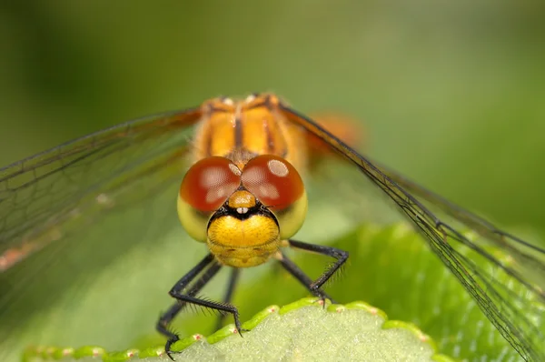 Dragonfly close-up — Stock Photo, Image