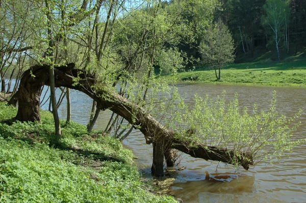 물 위에 나무 — 스톡 사진