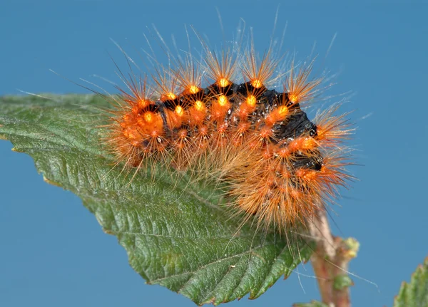 Fiery-red caterpillar. — Stock Photo, Image