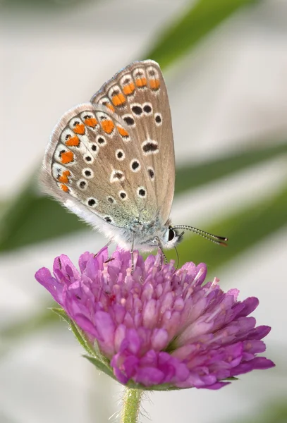 Χαλκός-πεταλούδα σε ένα τριφύλλι — Φωτογραφία Αρχείου
