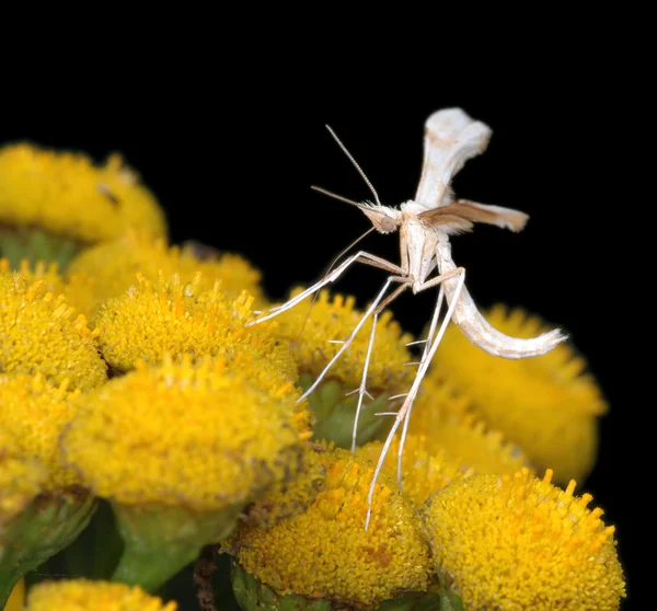 The tiny White Plume Moth Pterophorus p — Stock Photo, Image