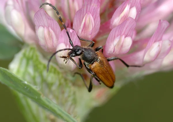 Longicorn 딱정벌레는 꽃에. — 스톡 사진