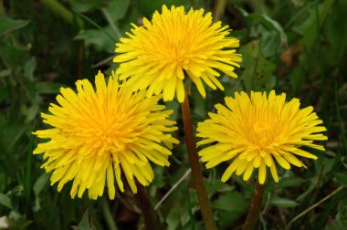 Dandelion clipart