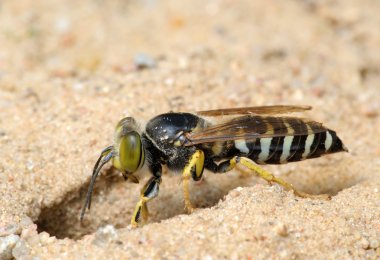 Wasp Bembex rostratus clipart