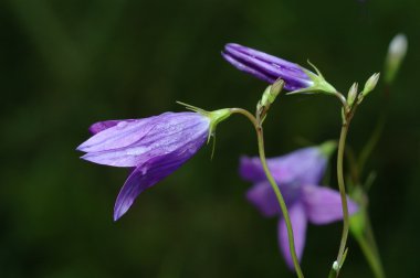 Çan çiçeği rotundifolia