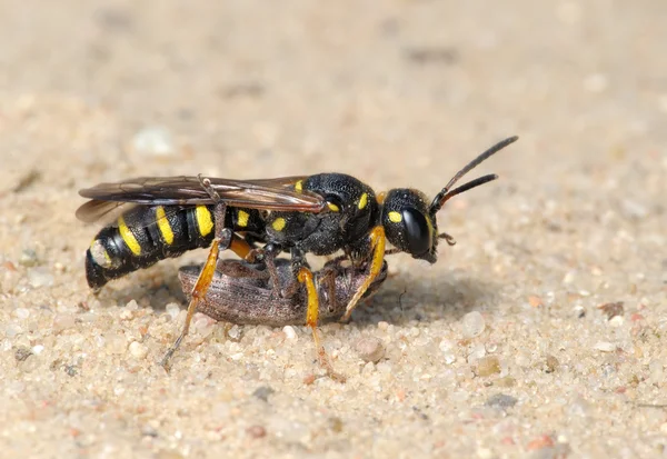 Wasp Sphex — Stok fotoğraf