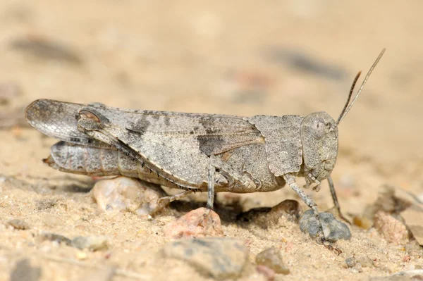Grasshopper Oedipoda caerulescens — Stock Photo, Image