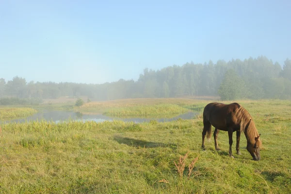 Pferd bei Sonnenaufgang — Stockfoto