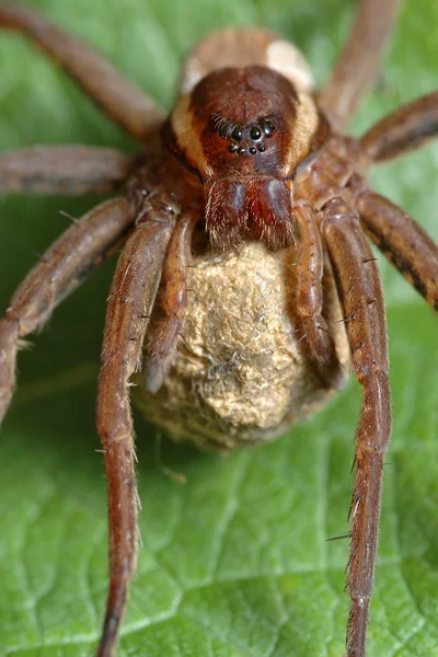 Spider with a cocoon. — Stock Photo, Image