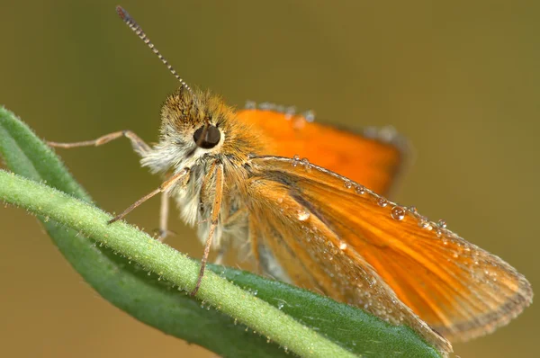 Vlinder groot dikkopje (Ochlodes sylvan — Stockfoto