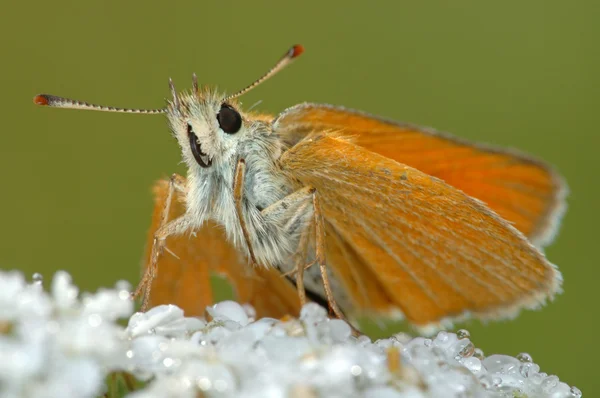 Большой шкипер бабочка ("Охлодес Сильван") — стоковое фото