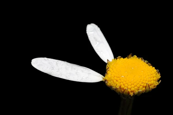 Blume der Kamille. — Stockfoto