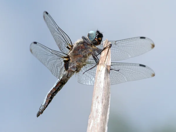Dragonfly close-up — Stock Photo, Image