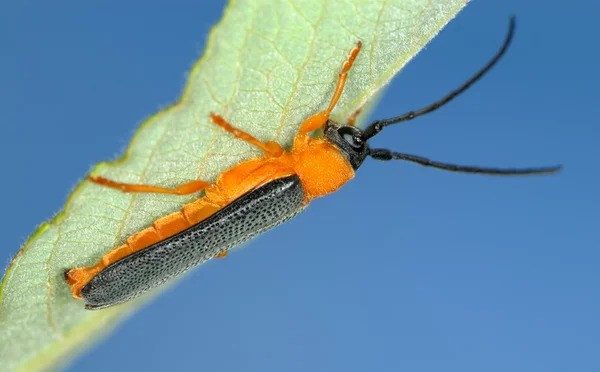 Longicorn böceği — Stok fotoğraf