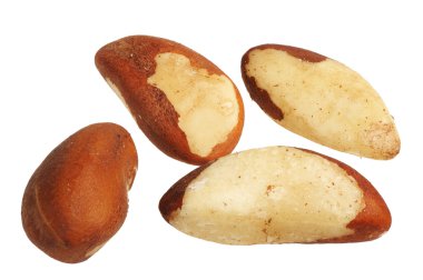 Brazil Nut (Bertholletia excelsa) clipart