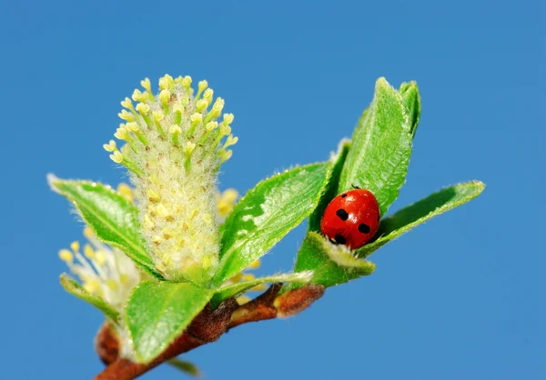 Ladybird on twigs — Stock Photo, Image