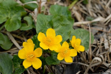 Flowers of Marsh marigolds clipart