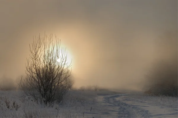 Морозное зимнее утро — стоковое фото