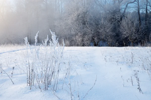 Mroźny zimowy poranek — Zdjęcie stockowe
