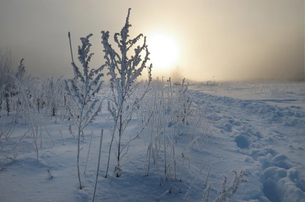 凍るような冬の朝 — ストック写真