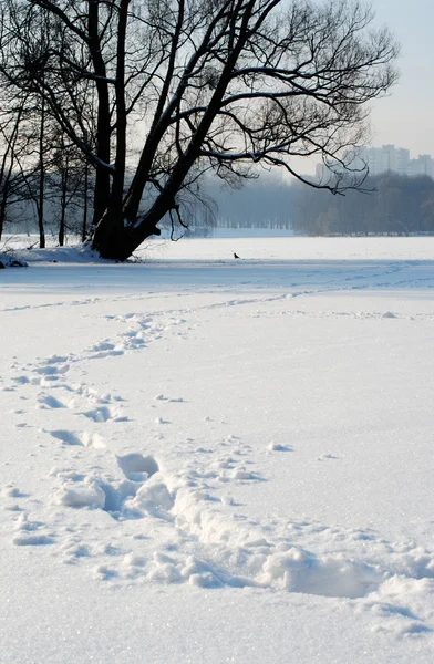 Fotspår i snön — Stockfoto