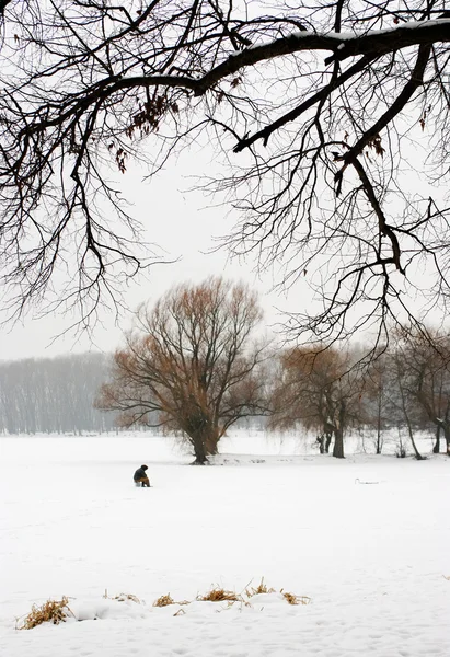 Ślady stóp w śniegu — Zdjęcie stockowe