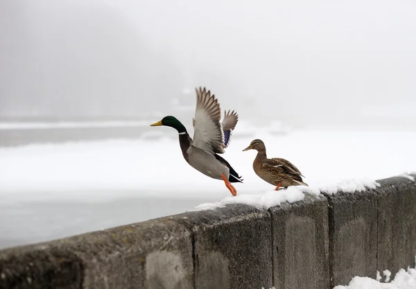 Ducks in the winter in the city — Zdjęcie stockowe