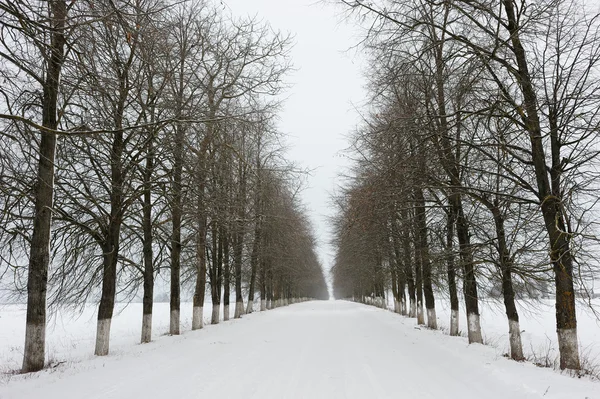 Camino rural en invierno — Foto de Stock