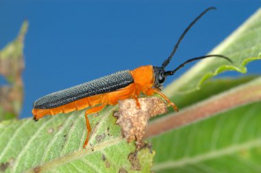 Longicorn beetle on green leaf clipart