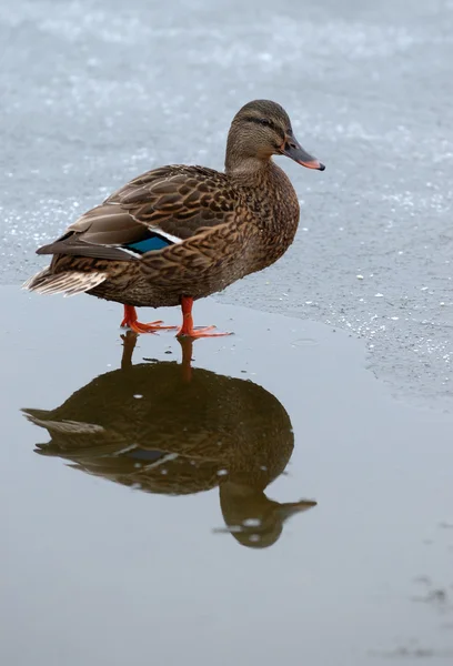 Pato no inverno . — Fotografia de Stock