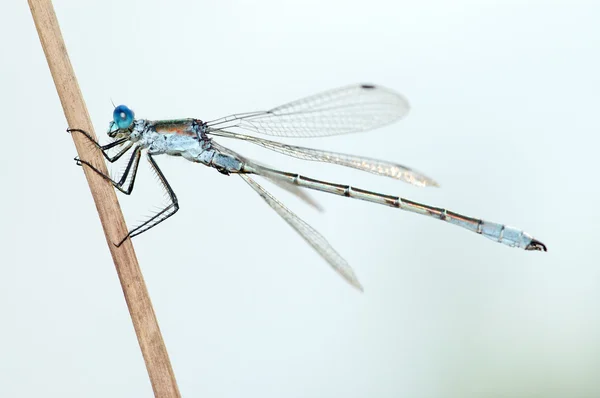 Dragonfly close — Stock Photo, Image