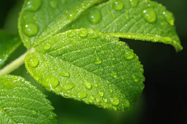 Stock image Leaf of wild rose with drops.