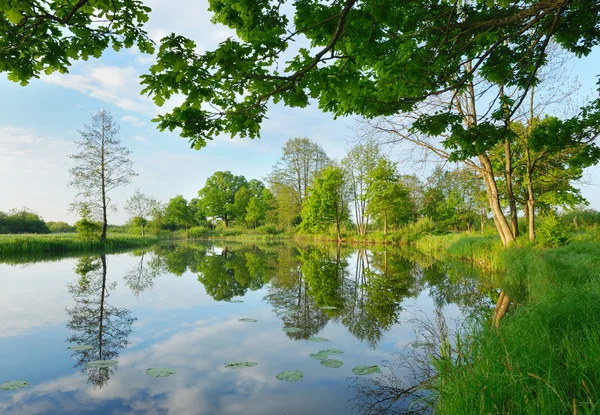 Reflexión de los árboles en el agua — Foto de Stock