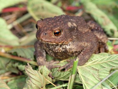 Gray toad (Bufo bufo) clipart